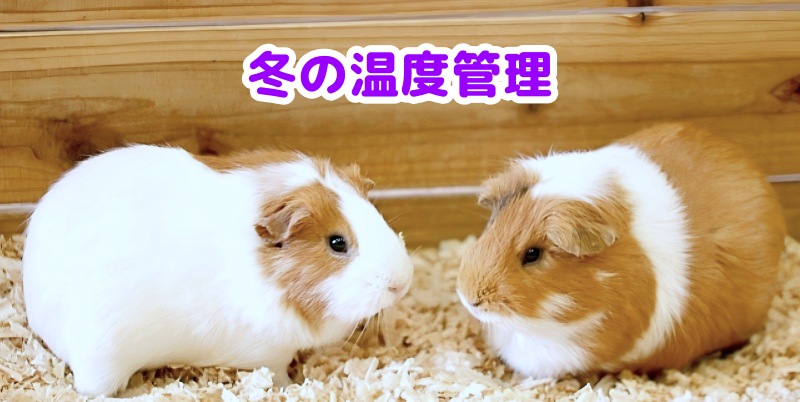 モルモット