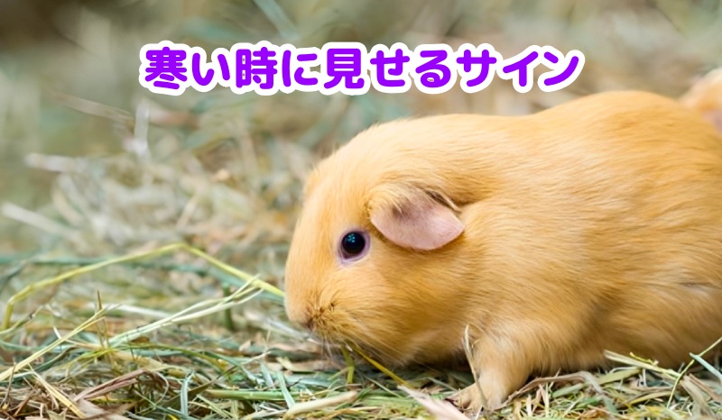 モルモット