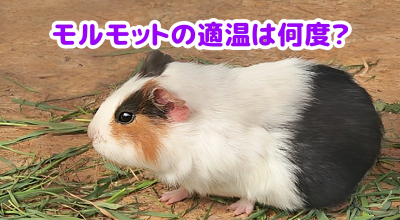モルモット