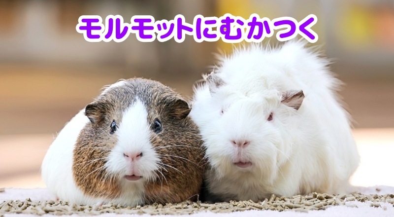 モルモット