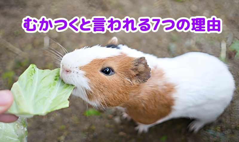 野菜を食べるモルモット