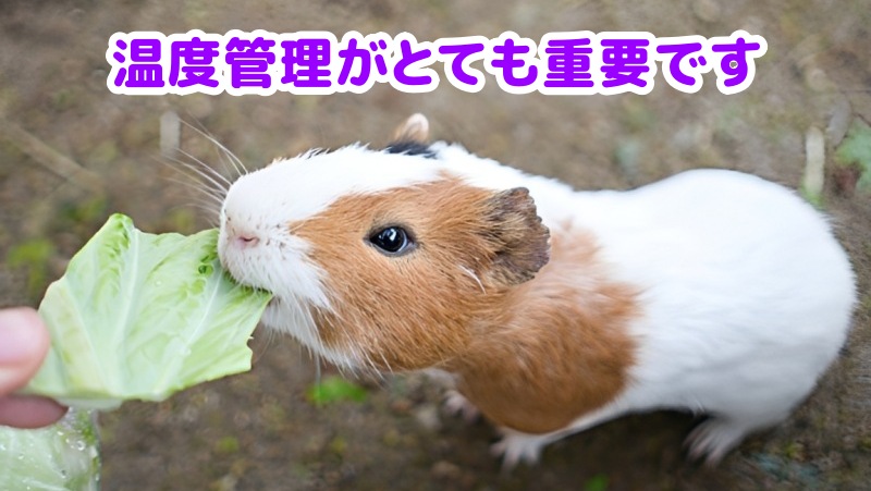 野菜を食べるモルモット