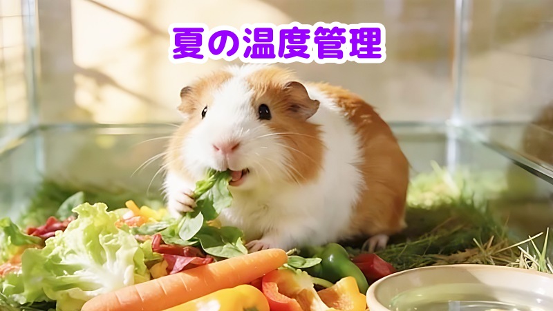 モルモット
