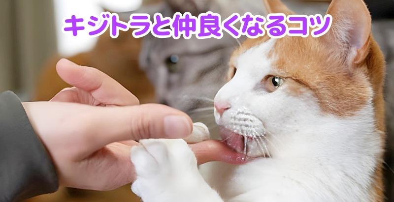 キジトラと仲良い飼い主