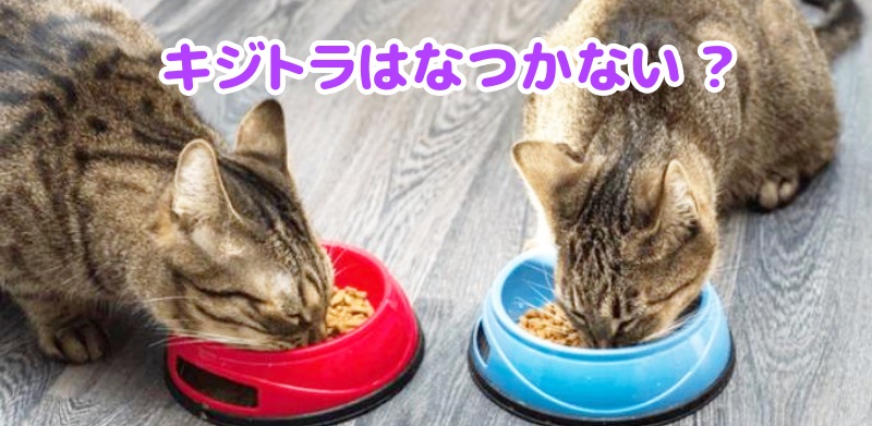 キジトラ猫