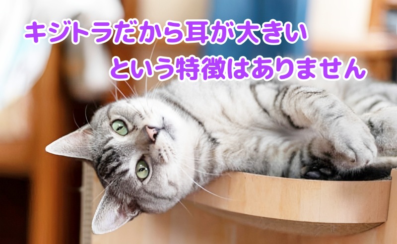 キジトラ猫