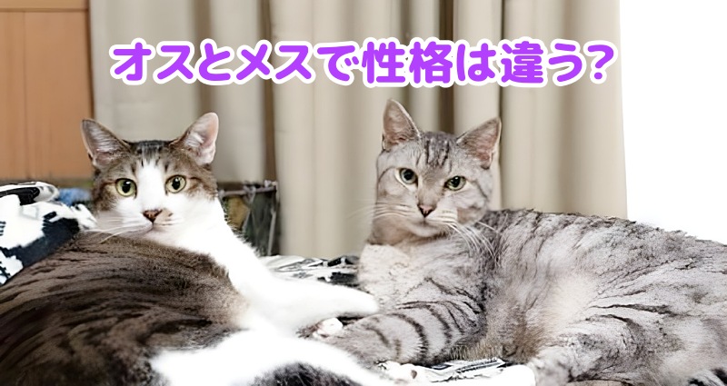 オスとメスのキジトラ猫