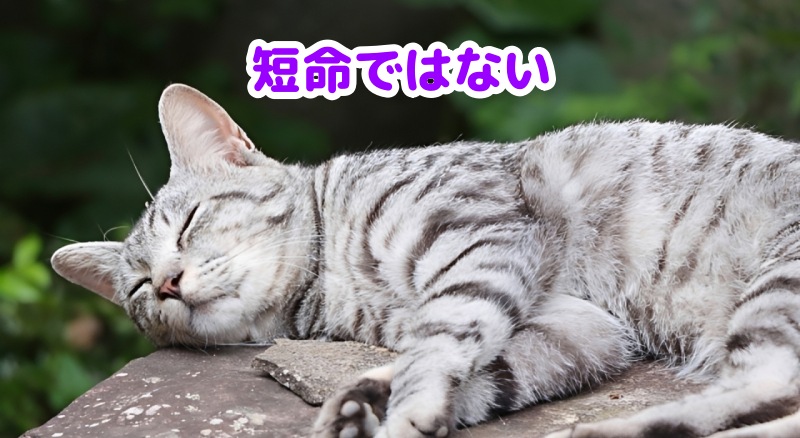 サバトラ猫