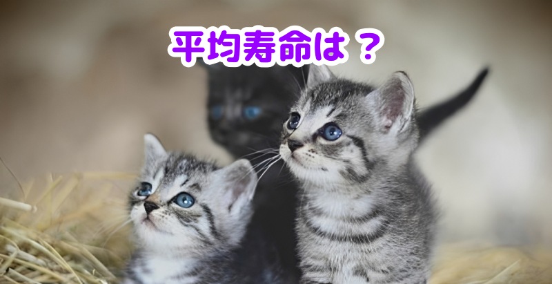 サバトラ猫