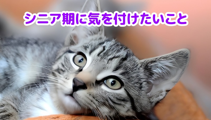 サバトラ猫