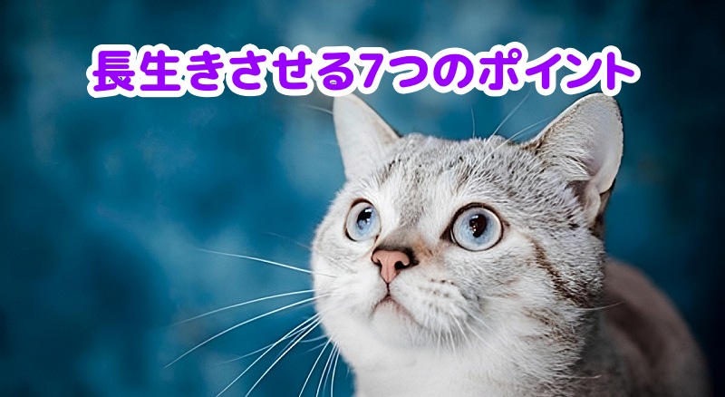 サバトラ猫
