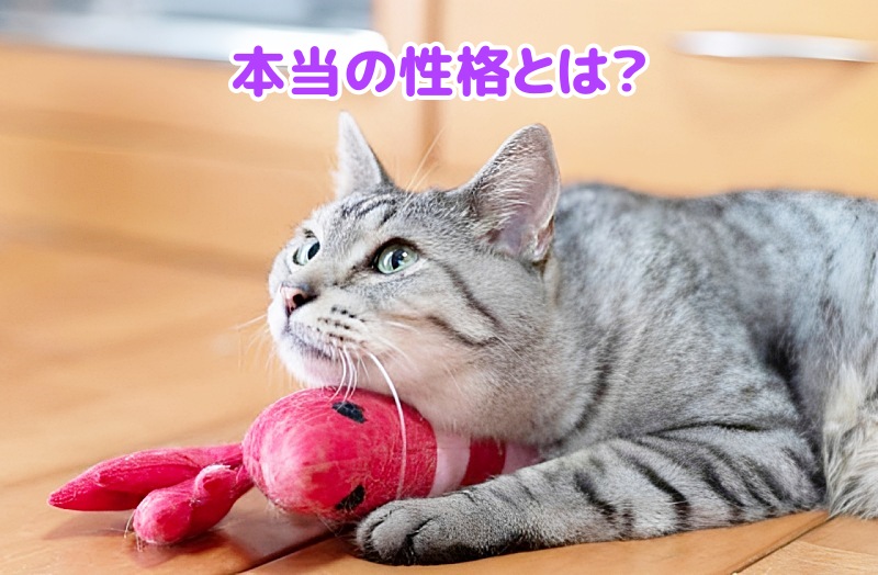 キジトラ