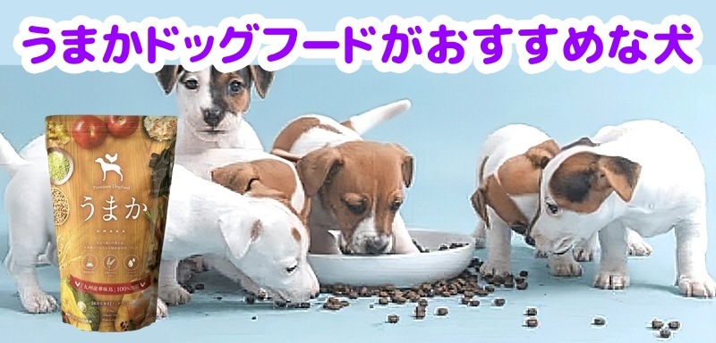 うまかドッグフード