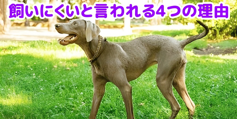 ワイマラナー