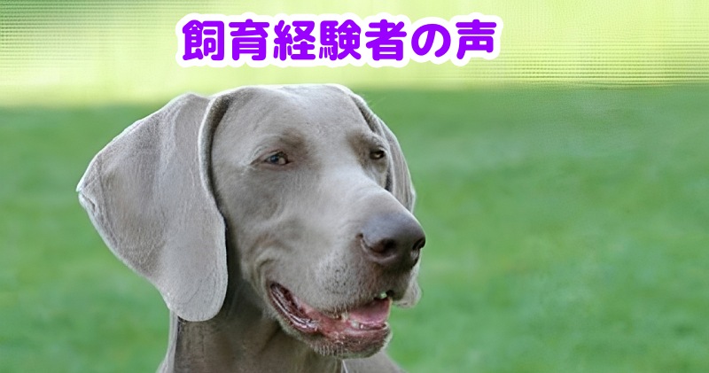 ワイマラナー