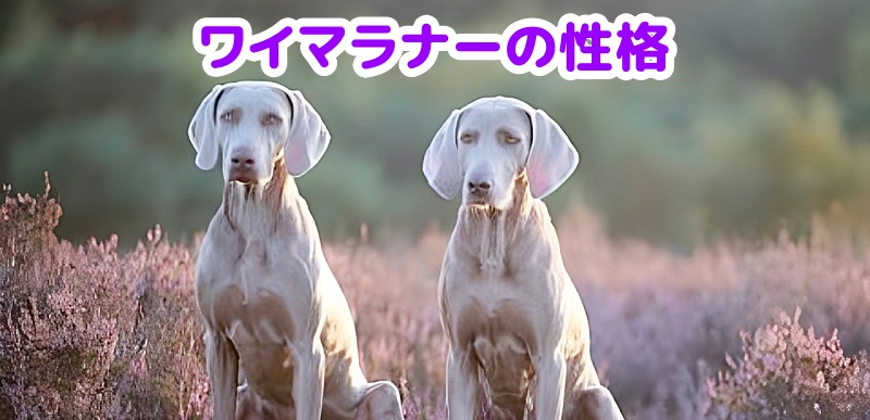 ワイマラナー