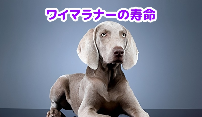 ワイマラナー