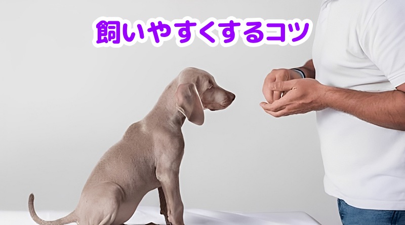 ワイマラナー