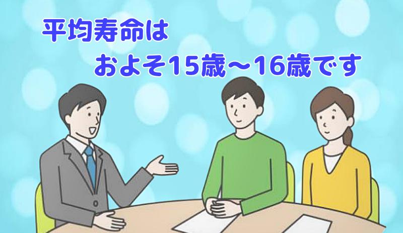 平均寿命は、およそ15歳〜16歳と説明する専門家