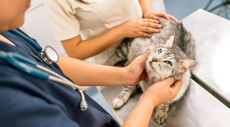 動物病院でリラックスしている猫の画像