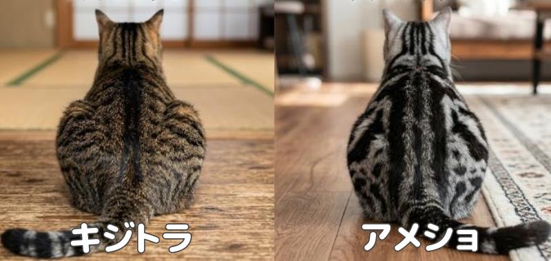 キジトラとアメショの背中の模様の違い画像