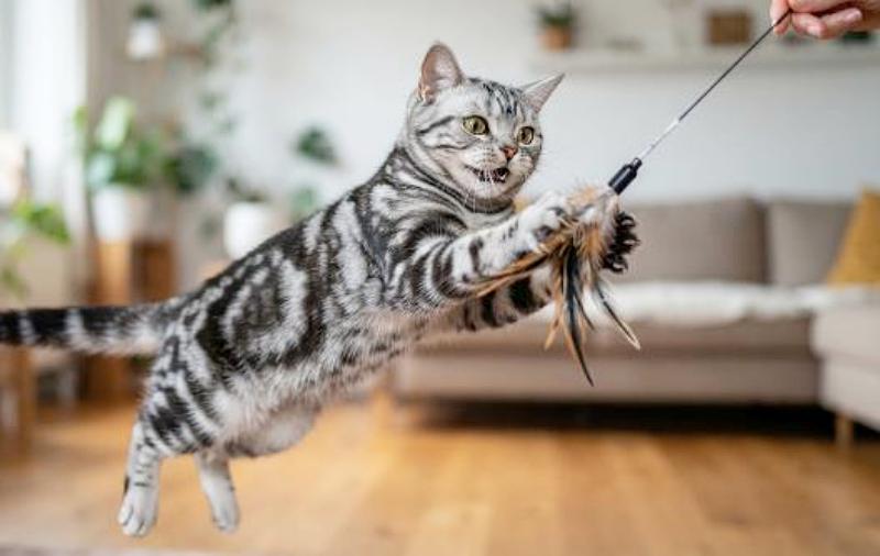 猫じゃらしのおもちゃで活発に遊んでいるアメショの画像