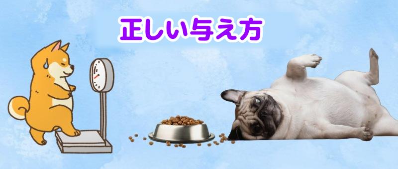 太った犬