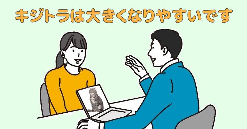 キジトラは大きくなりやすい猫ですと説明する専門家
