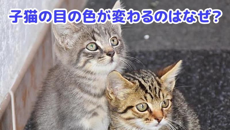 キジトラ猫