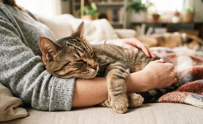 飼い主の膝の上で丸まって安心しきって眠っているキジトラ猫の画像