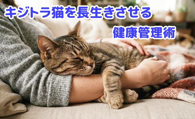 キジトラ猫