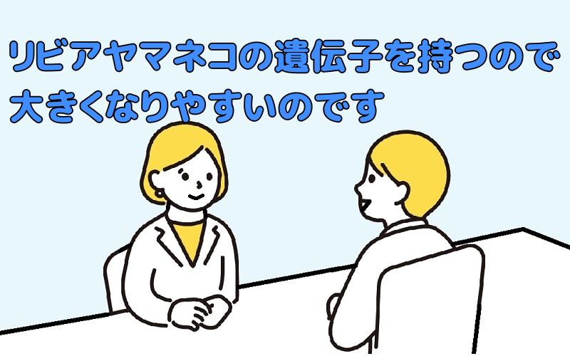 「リビアヤマネコ」の遺伝子を強く引き継いでいるためと説明する専門家