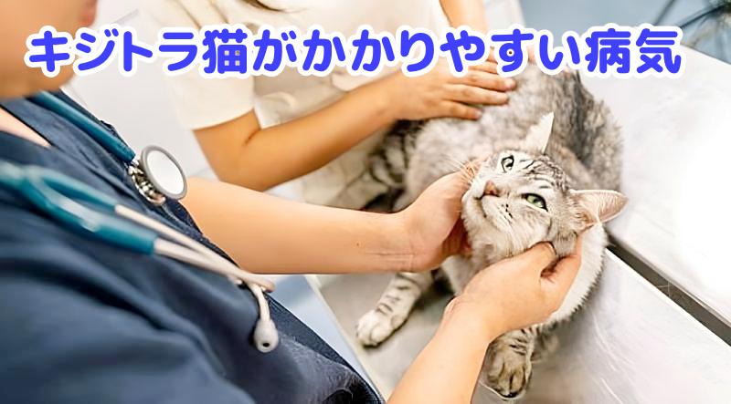 動物病院でのキジトラ猫