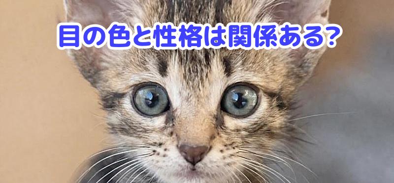 キジトラ猫
