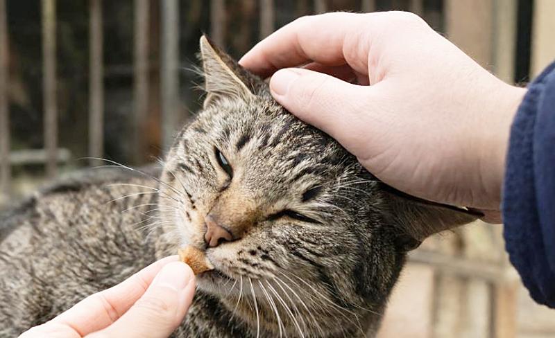 猫におやつを与えながら優しく撫でている画像
