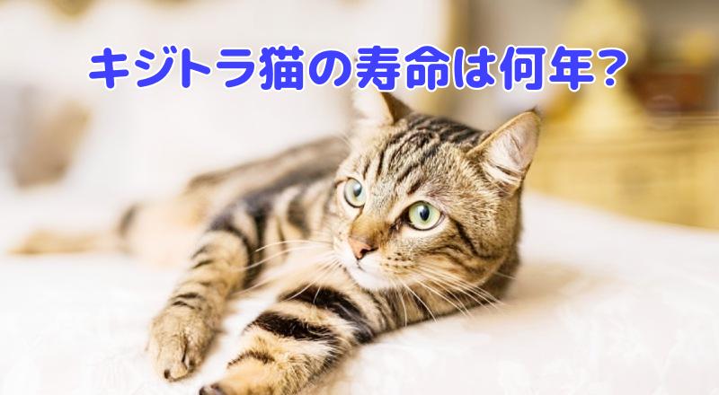 キジトラ猫