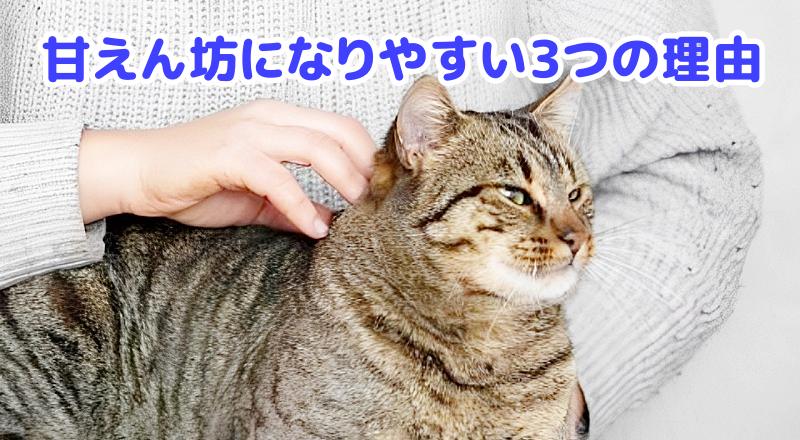 キジトラ猫
