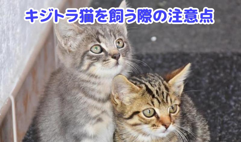 キジトラ猫