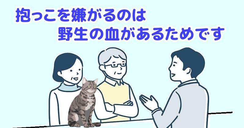 キジトラ猫が抱っこを嫌がるのは、猫の祖先である野生の血を色濃く受け継いでいるためですと説明する専門家