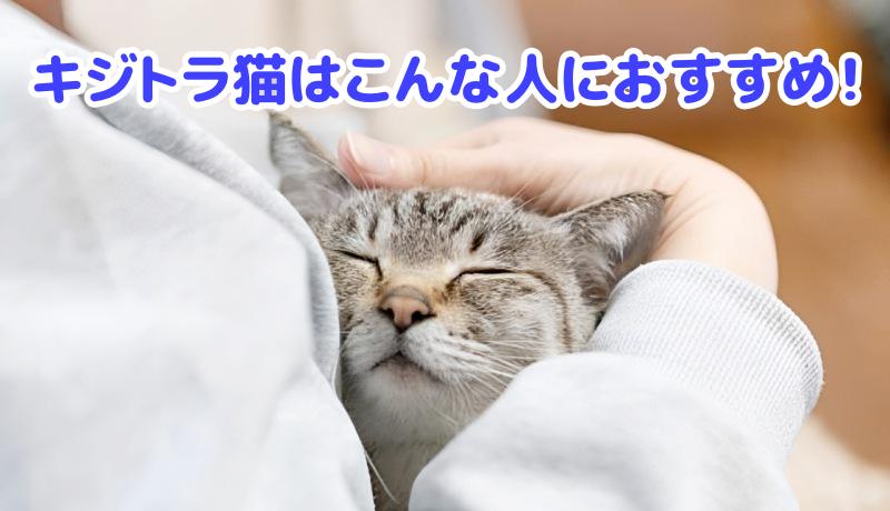 キジトラ猫