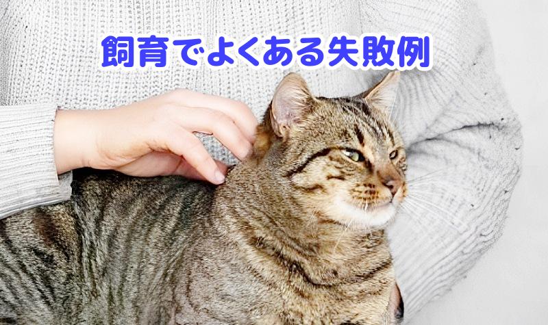 キジトラ猫