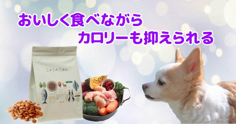 このこのごはんをと愛犬