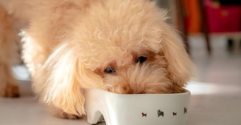 愛犬が美味しそうにこのこのごはんを食べている写真
