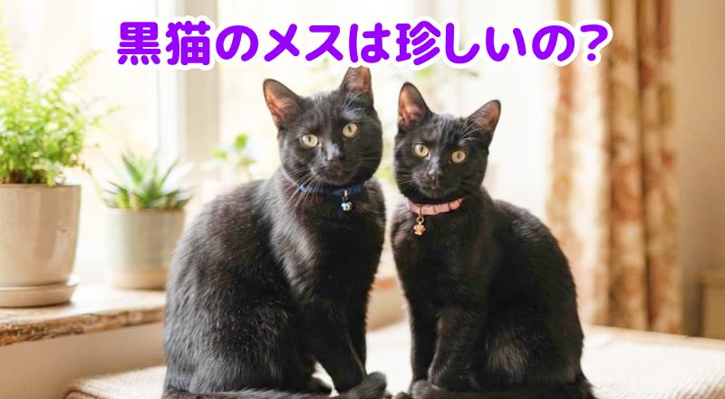 黒猫のオスとメスが並んでいる画像