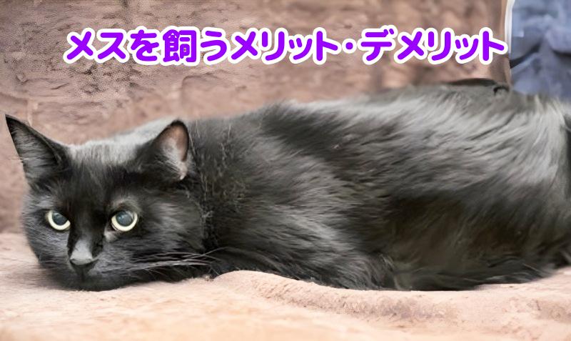 黒猫のメス