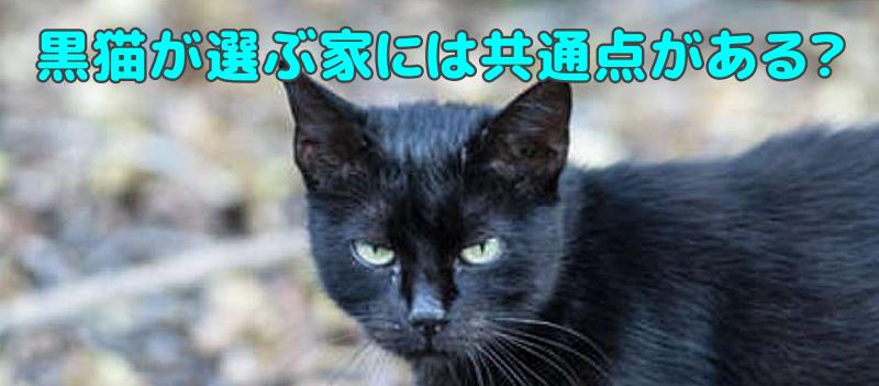 黒猫