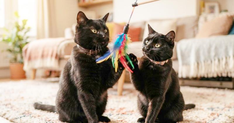 オスの黒猫とメスの黒猫が、並んでおもちゃで遊んでいる可愛らしい写真。