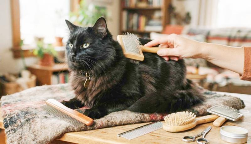 ブラッシング用のブラシやコームと一緒に写る長毛黒猫