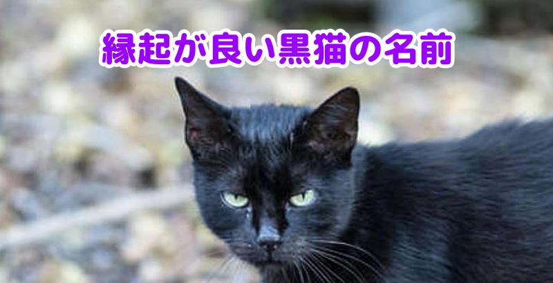 黒猫