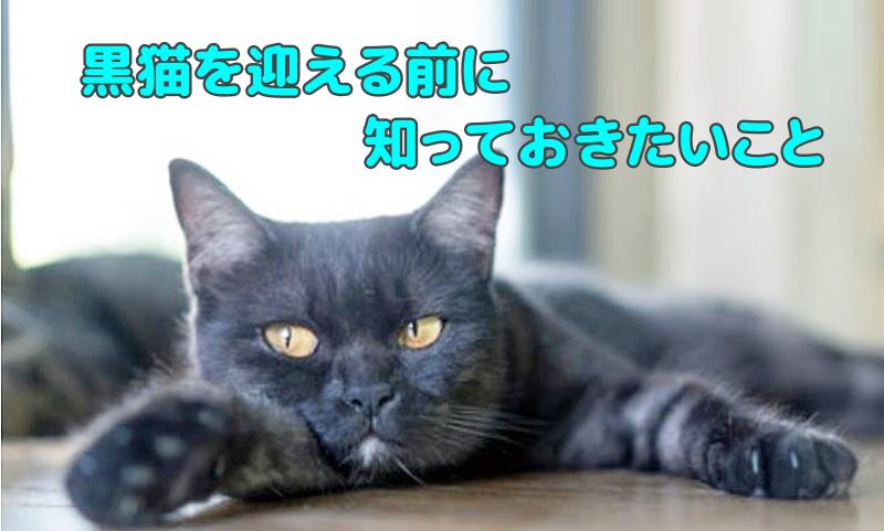 黒猫